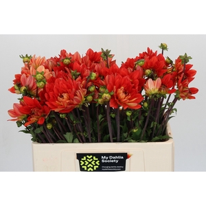 Dahlia Karma Fiesta