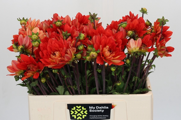 <h4>Dahlia Karma Fiesta</h4>