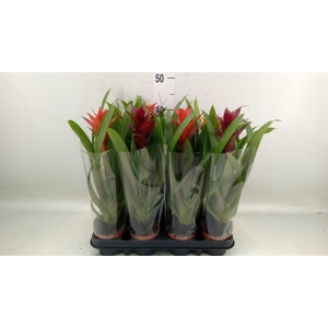 Bromelia   ...mix