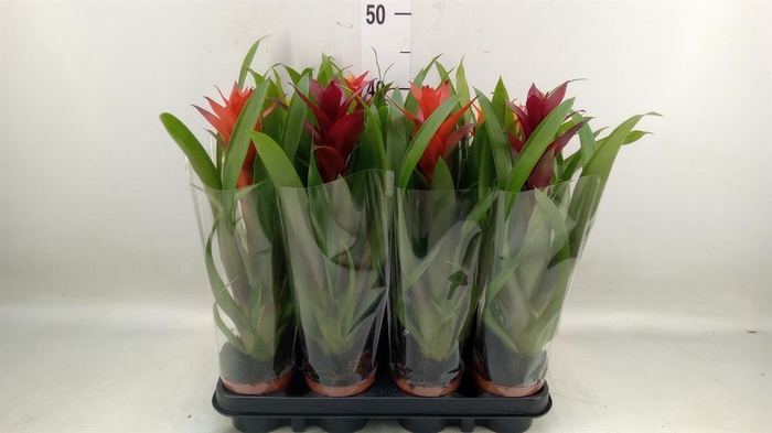 <h4>Bromelia   ...mix</h4>