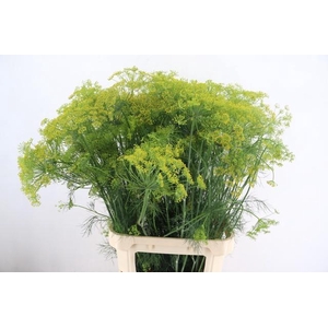 ANET GRAVEOLENS 100CM