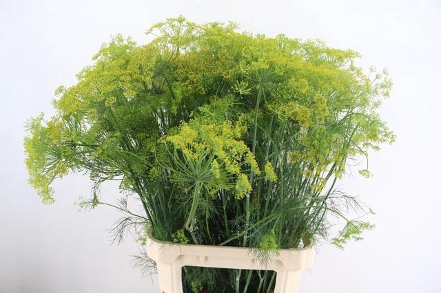 <h4>ANET GRAVEOLENS 100CM</h4>