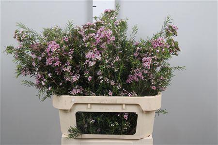 <h4>Chame Giselle</h4>