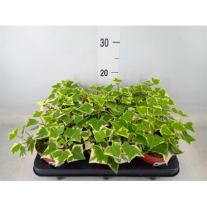 Senecio macro. 'Variegatus'