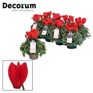Cyclamen Kl S S Picasso Rood