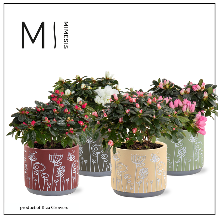 <h4>Azalea Mix- 13 cm in Joelle - Nature World</h4>