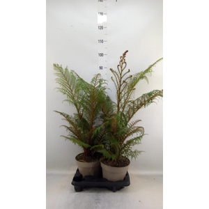 Cyathea tomentosissima