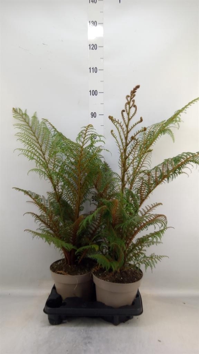 <h4>Cyathea tomentosissima</h4>