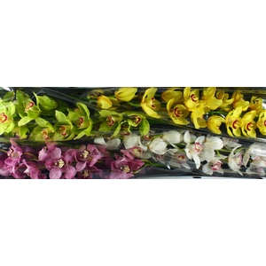 Cymbidium Mix