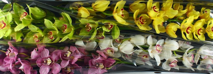 <h4>Cymbidium Mix</h4>