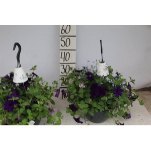 HANGING BASKETS