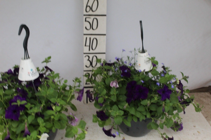 <h4>HANGING BASKETS</h4>