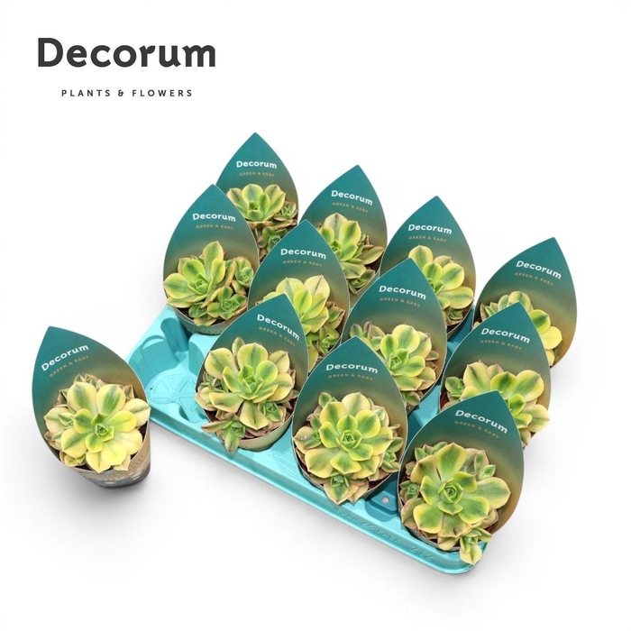 <h4>Aeonium Starburst (Decorum)</h4>