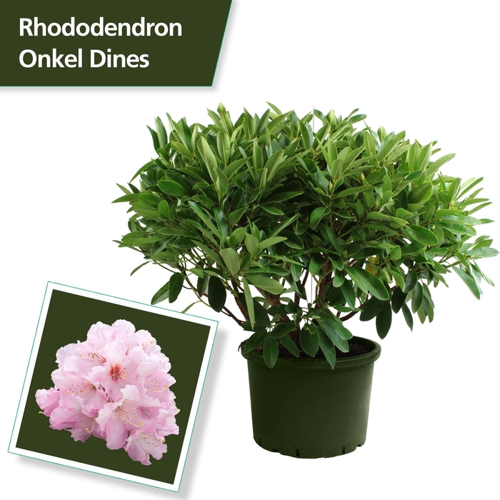 <h4>Rhodo. 'Onkel Dines' light pink</h4>