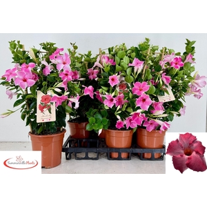 MANDE QOS VELVE ROSE