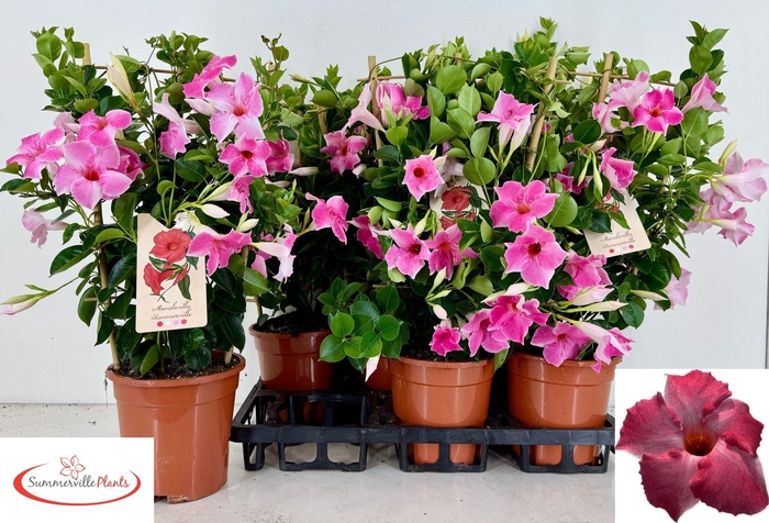 <h4>MANDE QOS VELVE ROSE</h4>