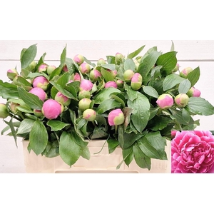 PAEO L MR JULES ELIE