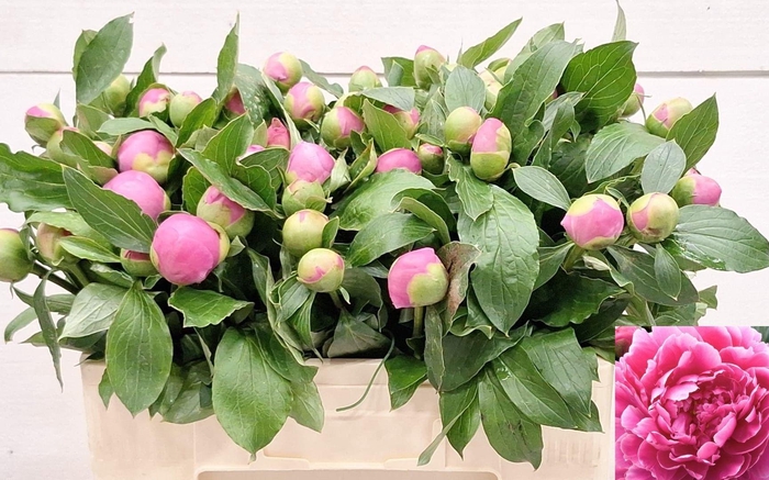 <h4>PAEO L MR JULES ELIE</h4>