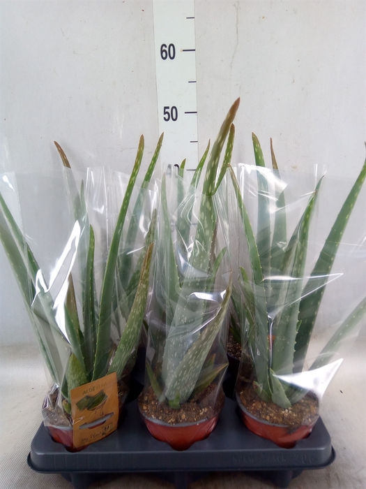 <h4>Aloe vera</h4>