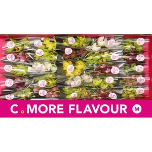 Mini cymbidium 'Mix 30' cm