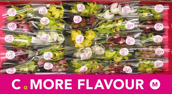 <h4>Mini cymbidium 'Mix 30' cm</h4>