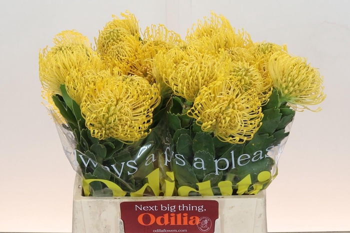 <h4>LEUCO CO HIGH GOLD</h4>