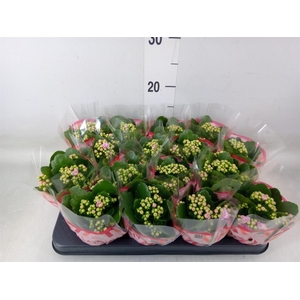 Kalanchoe blos. 'Calandiva Zeta'