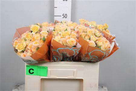 <h4>R Tr Sweet Chablis</h4>