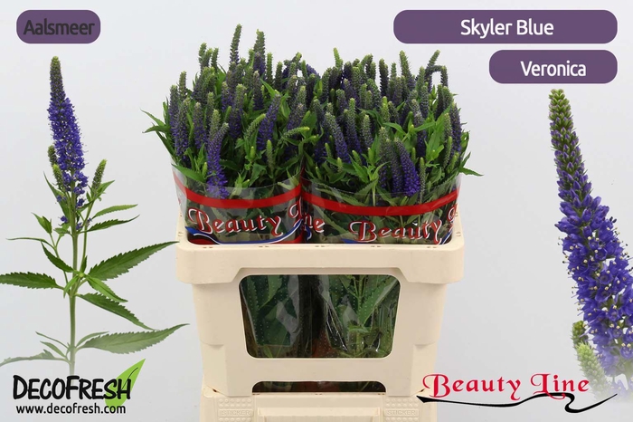 Veronica Skyler Blue