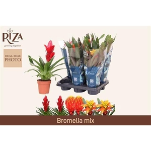 BROMELIA GEM 6 SRT