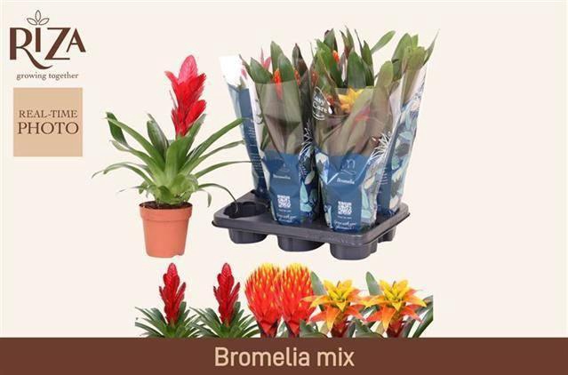 <h4>BROMELIA GEM 6 SRT</h4>