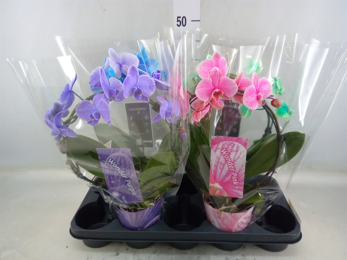 <h4>Phalaenopsis   ...</h4>