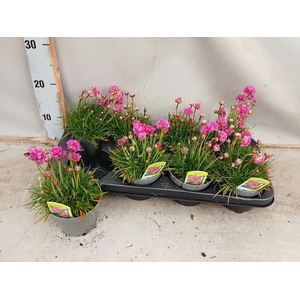 ARME MAR SPL PERFECT