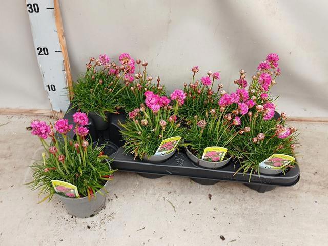 <h4>ARME MAR SPL PERFECT</h4>