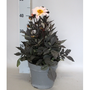 Dahlia 19 cm Donkerblad Cream