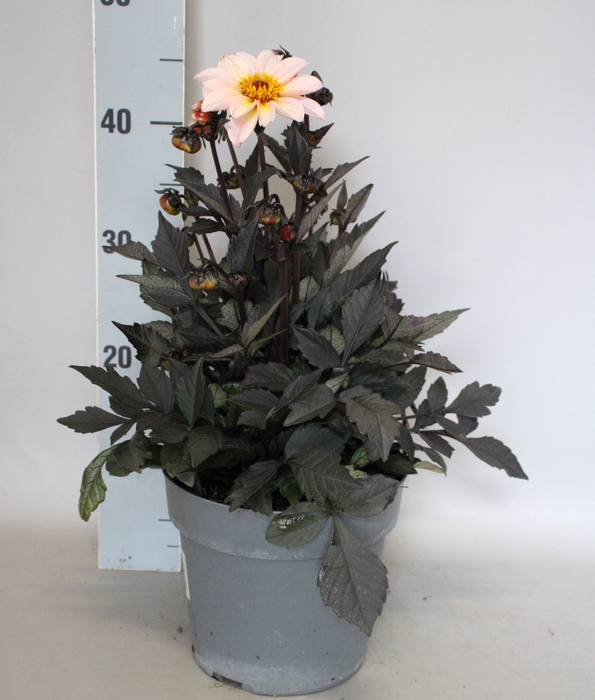 Dahlia 19 cm Donkerblad Cream