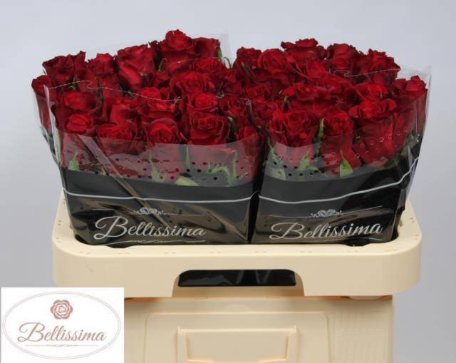 <h4>Rosa large ever red</h4>