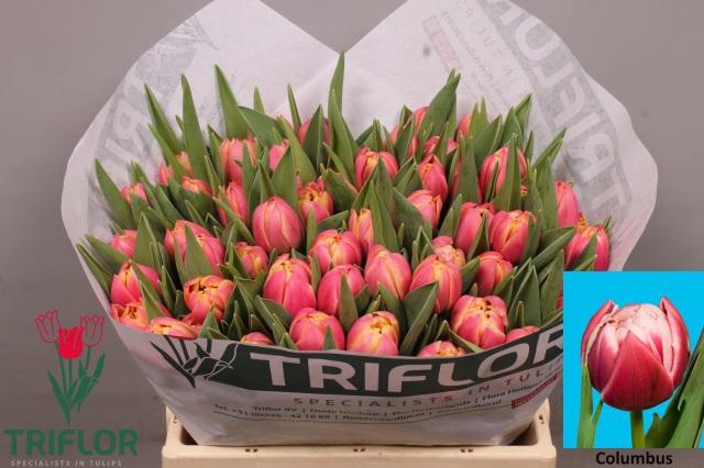 <h4>TU DU COLUMBUS</h4>