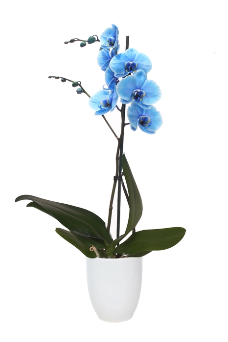 <h4>Hugo White Phal I Am Blue 1T9+</h4>
