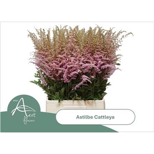 Astilbe Ar Cattleya