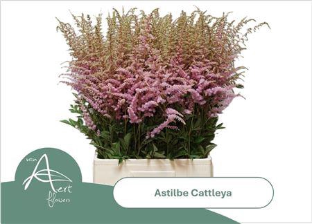 <h4>Astilbe Ar Cattleya</h4>
