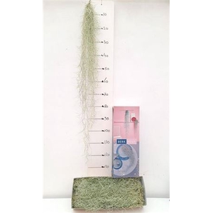 Till Usneoides