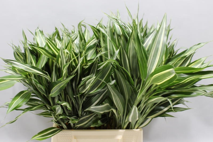 <h4>Sanderiana Victory 50 Cm</h4>
