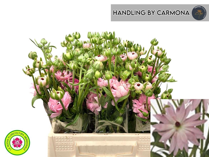 <h4>Ran N Moderna Venus</h4>