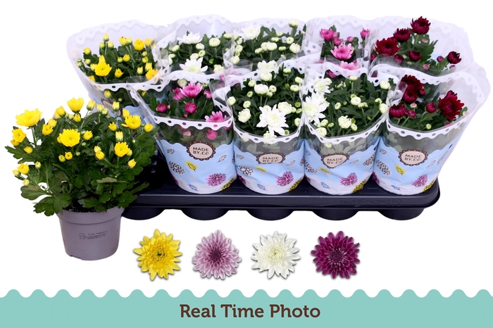 <h4>CHRYS GEVULDBL GEM</h4>