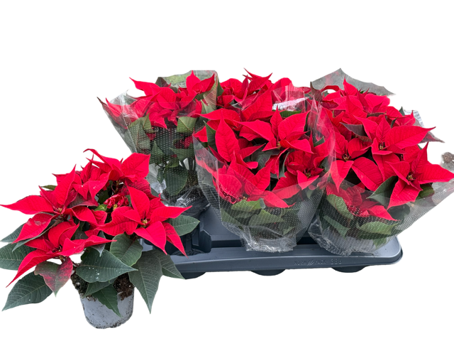 <h4>EUPHOR P CHR F RED</h4>