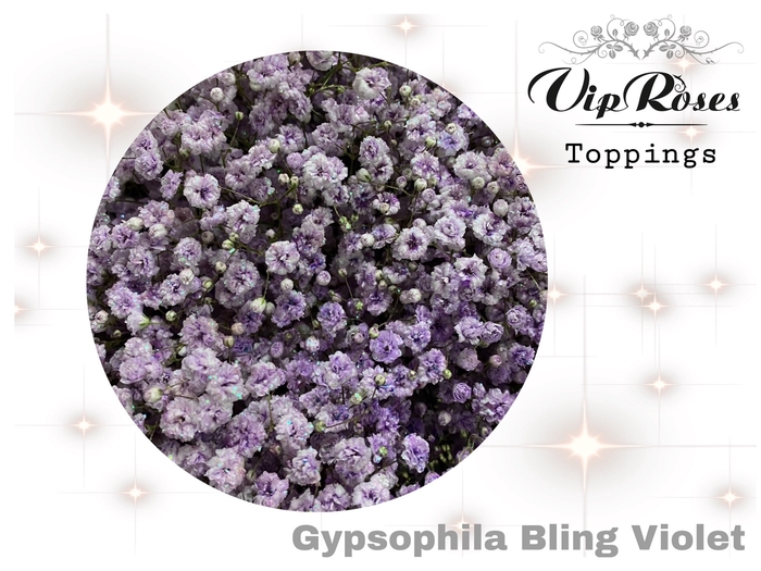 <h4>Gyps Pa Vip Bling Violet</h4>