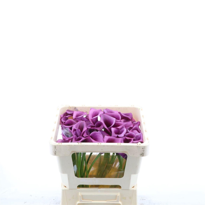 <h4>Calla Durban</h4>