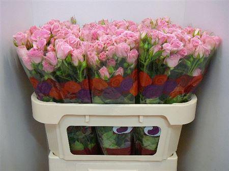 <h4>R Tr Odilia</h4>