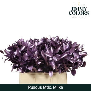 Ruscus L60 Mtlc. Milka